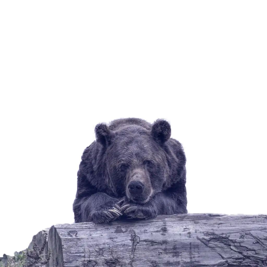 Montage d'un ours violet en train d'attendre quelque chose.